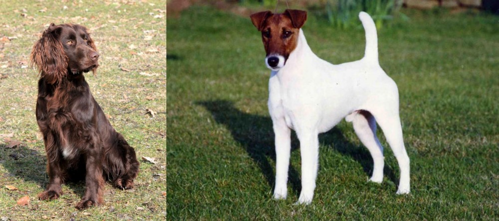 Fox Terrier (Smooth) vs German Spaniel - Breed Comparison