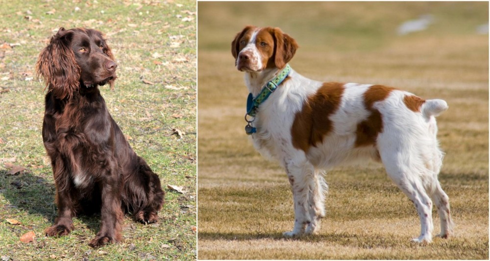 French Brittany vs German Spaniel - Breed Comparison