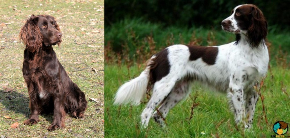 French Spaniel vs German Spaniel - Breed Comparison