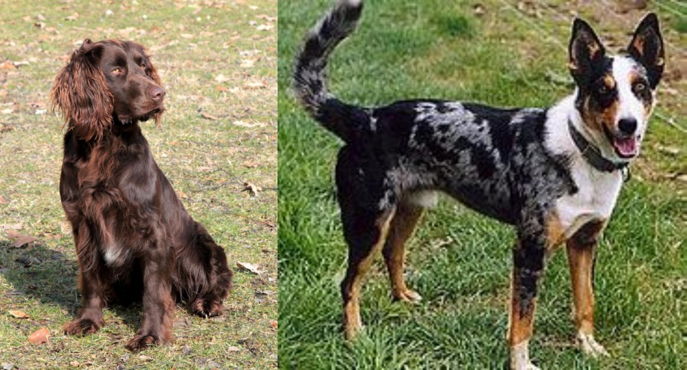 German Coolie vs German Spaniel - Breed Comparison