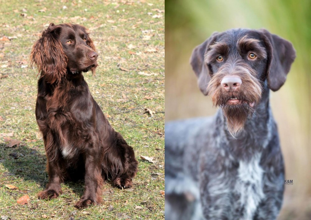 German Wirehaired Pointer vs German Spaniel - Breed Comparison