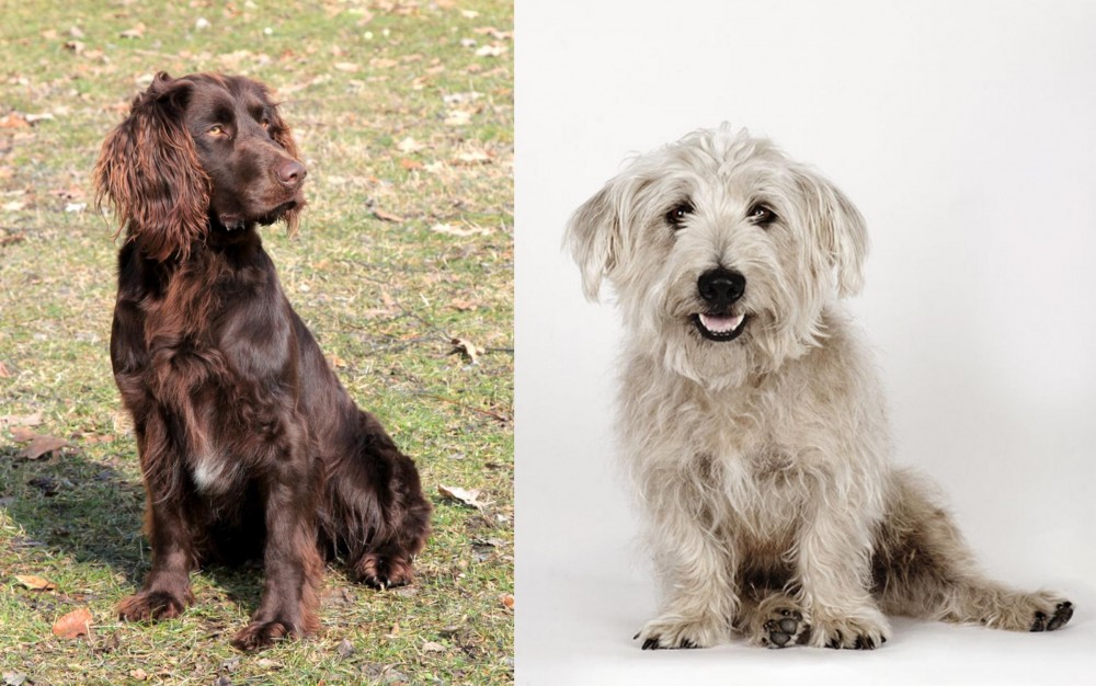 Glen of Imaal Terrier vs German Spaniel - Breed Comparison