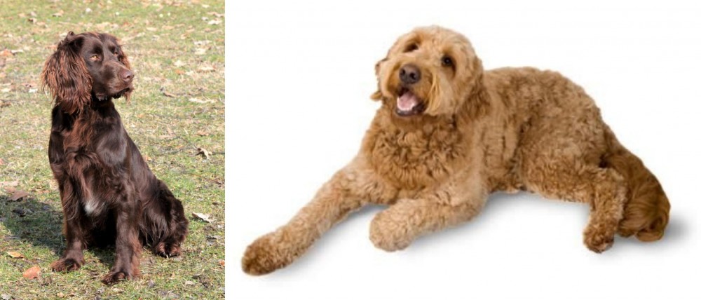 Golden Doodle vs German Spaniel - Breed Comparison