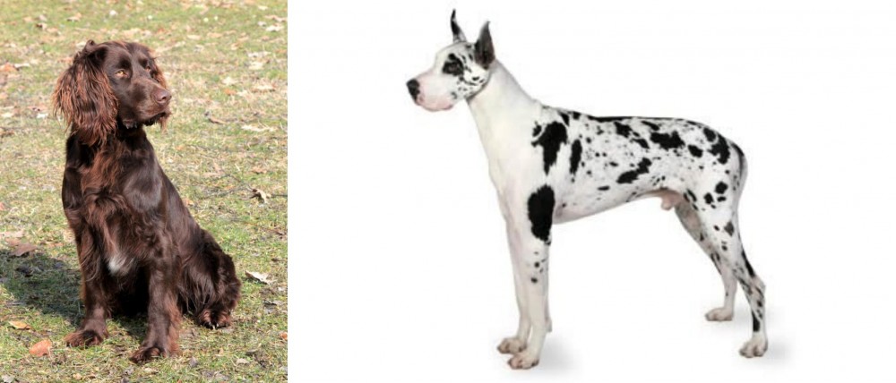 Great Dane vs German Spaniel - Breed Comparison