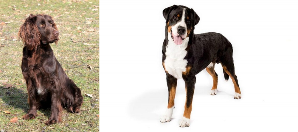 Greater Swiss Mountain Dog vs German Spaniel - Breed Comparison