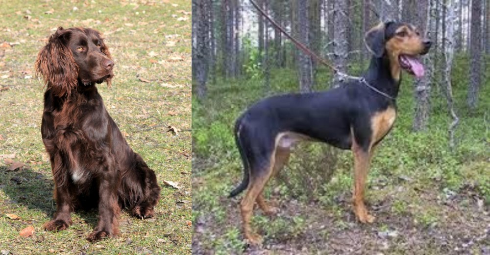 Greek Harehound vs German Spaniel - Breed Comparison