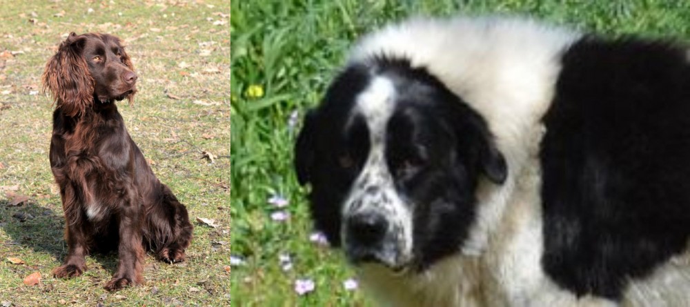 Greek Sheepdog vs German Spaniel - Breed Comparison