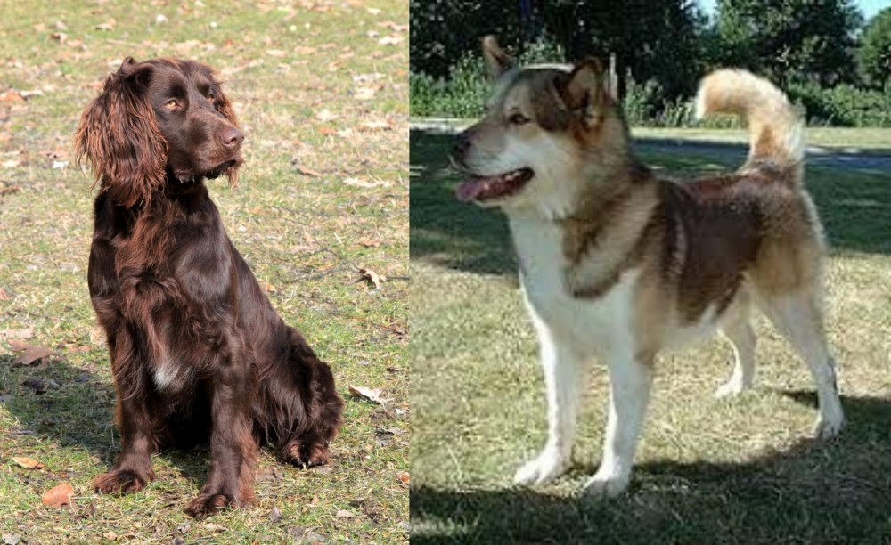Greenland Dog vs German Spaniel - Breed Comparison