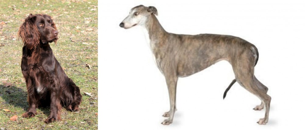 Greyhound vs German Spaniel - Breed Comparison