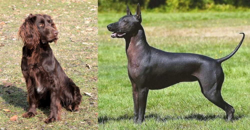 Hairless Khala vs German Spaniel - Breed Comparison