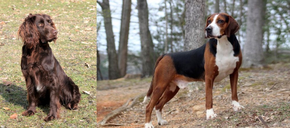 Hamiltonstovare vs German Spaniel - Breed Comparison