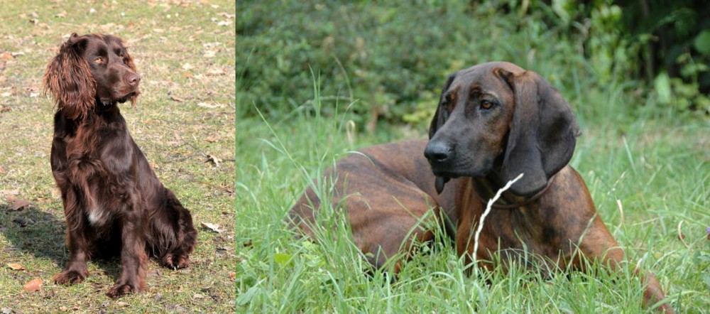 Hanover Hound vs German Spaniel - Breed Comparison