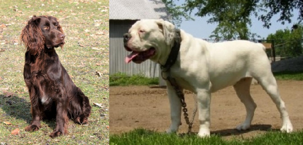Hermes Bulldogge vs German Spaniel - Breed Comparison