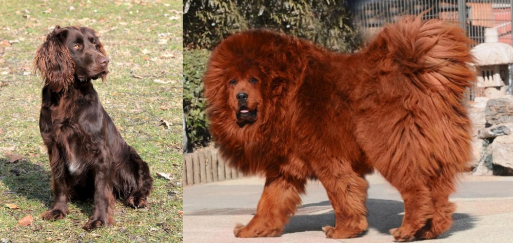 Himalayan Mastiff vs German Spaniel - Breed Comparison