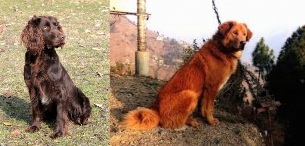 Himalayan Sheepdog vs German Spaniel - Breed Comparison