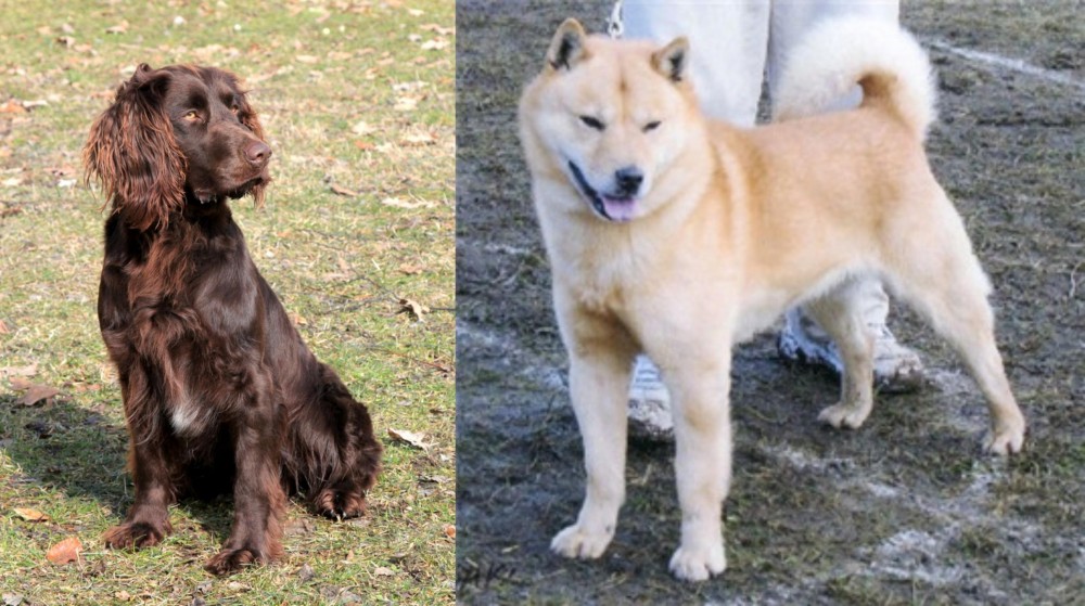 Hokkaido vs German Spaniel - Breed Comparison