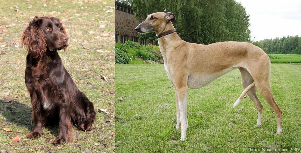 Hortaya Borzaya vs German Spaniel - Breed Comparison