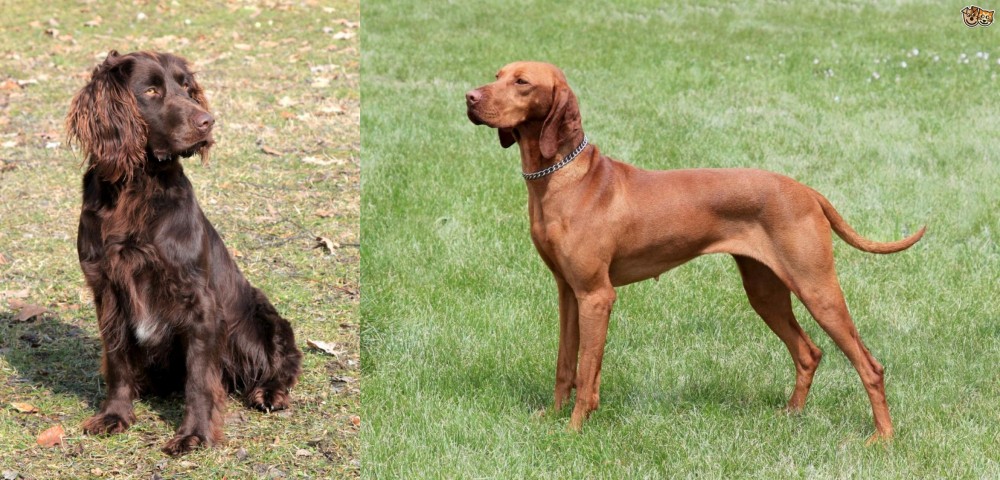 Hungarian Vizsla vs German Spaniel - Breed Comparison