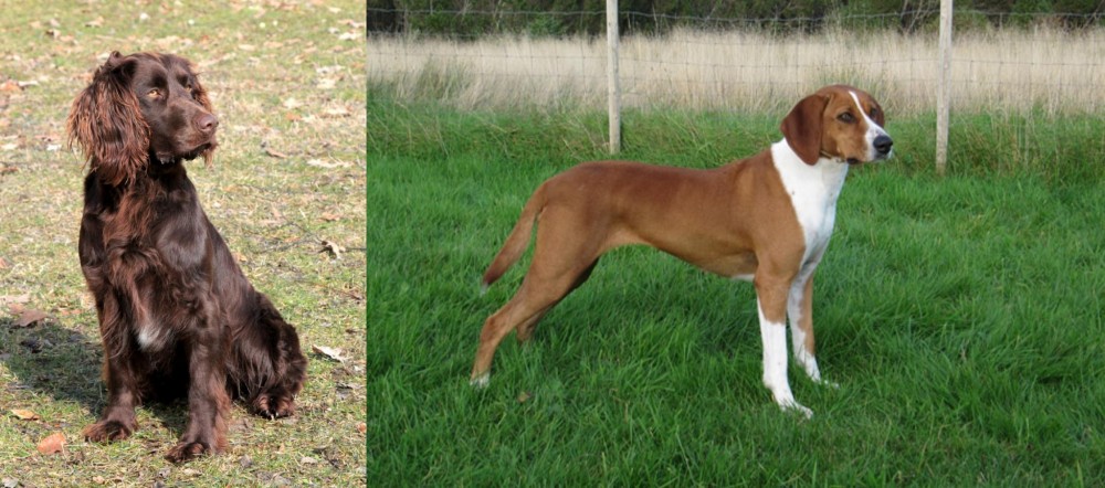 Hygenhund vs German Spaniel - Breed Comparison