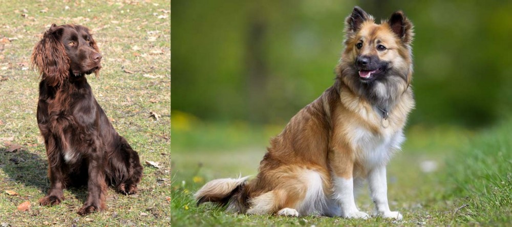 Icelandic Sheepdog vs German Spaniel - Breed Comparison