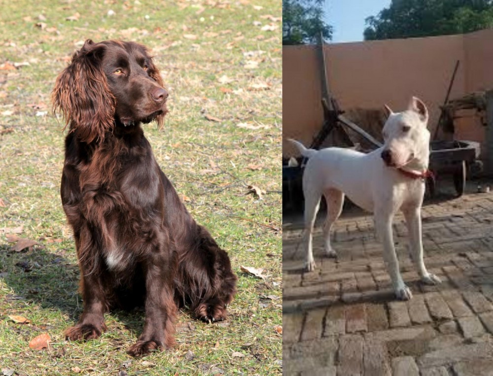 Indian Bull Terrier vs German Spaniel - Breed Comparison