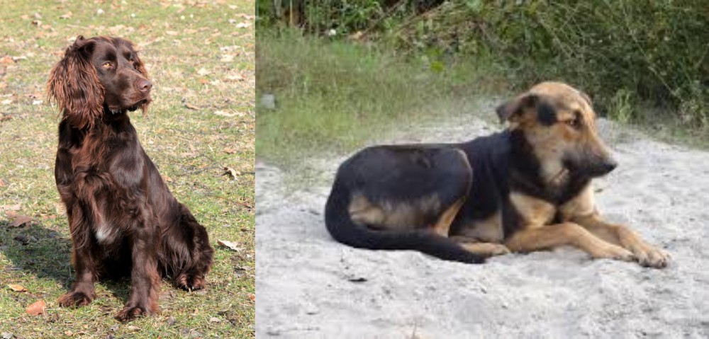 Indian Pariah Dog vs German Spaniel - Breed Comparison