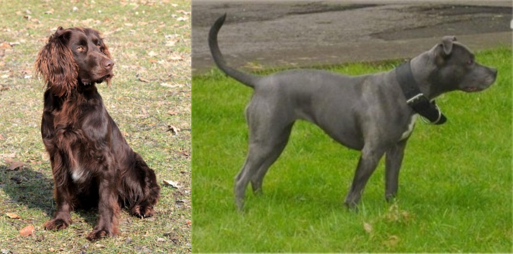 Irish Bull Terrier vs German Spaniel - Breed Comparison