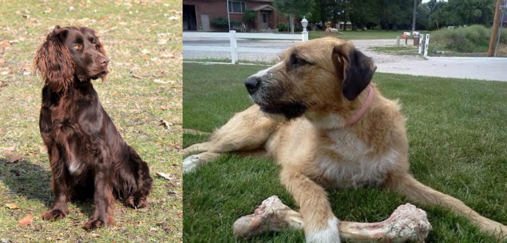 Irish Mastiff Hound vs German Spaniel - Breed Comparison