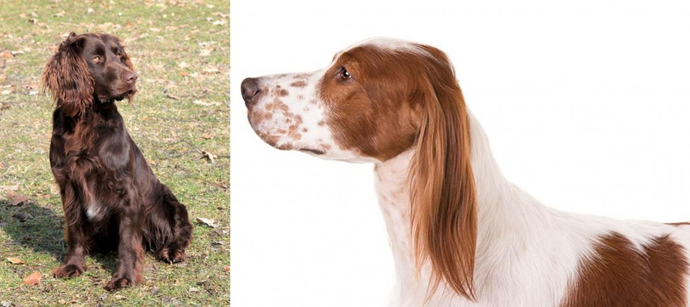 Irish Red and White Setter vs German Spaniel - Breed Comparison