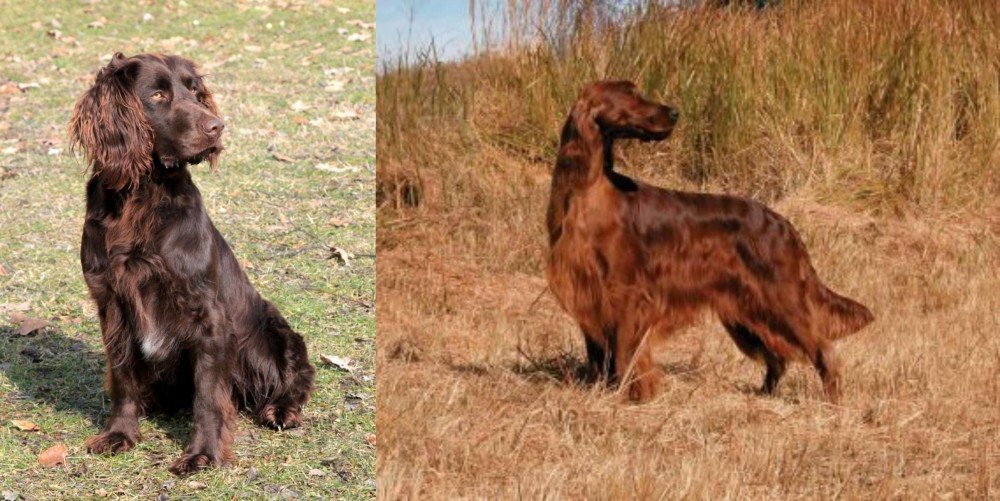 Irish Setter vs German Spaniel - Breed Comparison