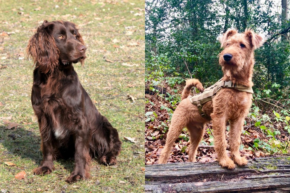 Irish Terrier vs German Spaniel - Breed Comparison