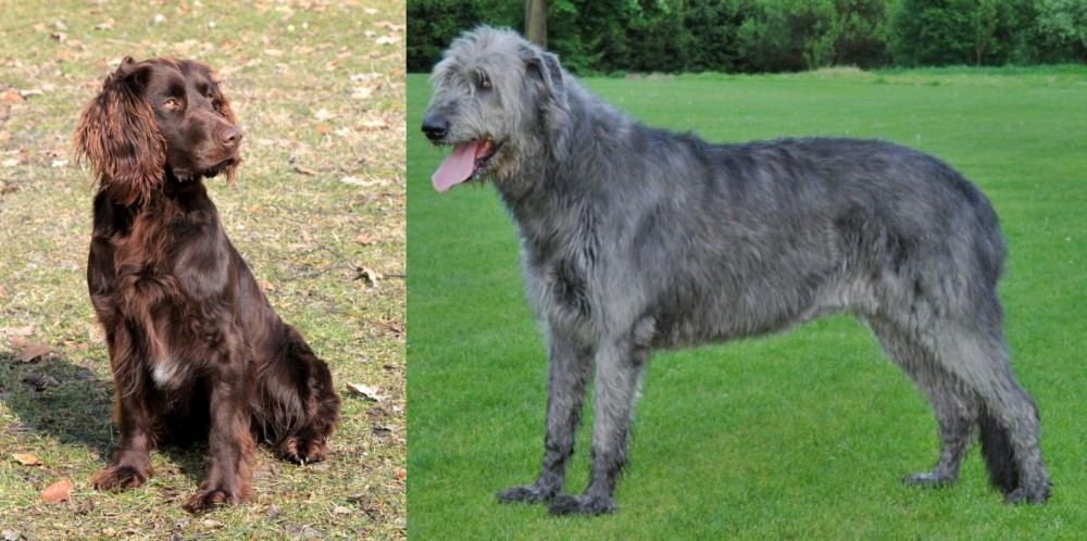 Irish Wolfhound vs German Spaniel - Breed Comparison