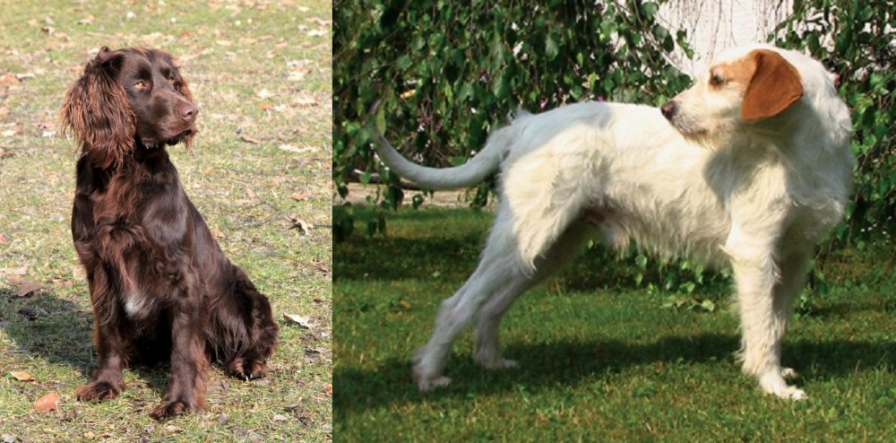 Istarski Ostrodlaki Gonic vs German Spaniel - Breed Comparison