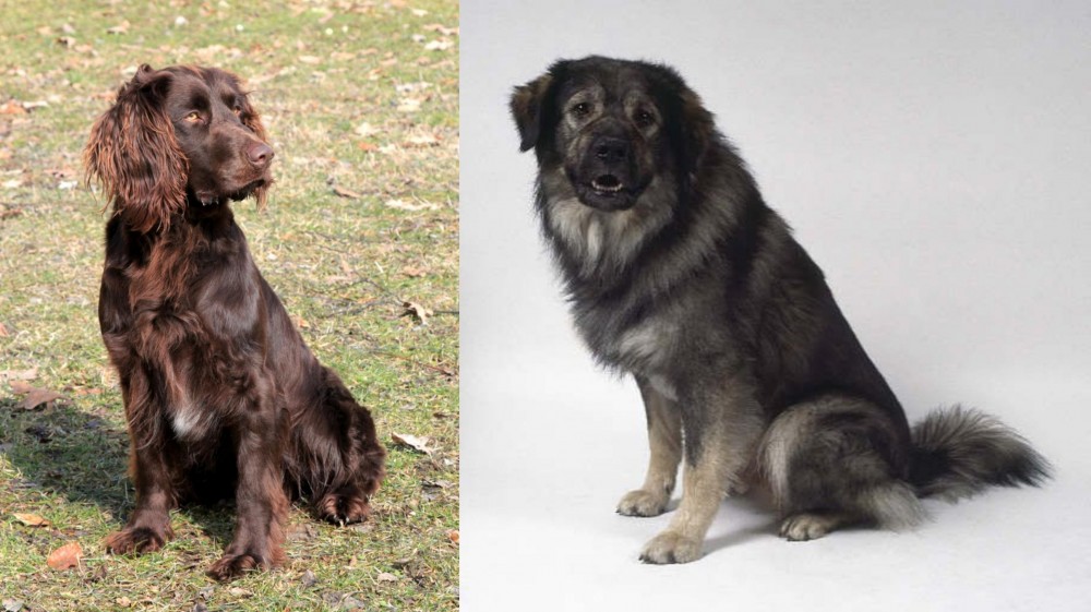 Istrian Sheepdog vs German Spaniel - Breed Comparison