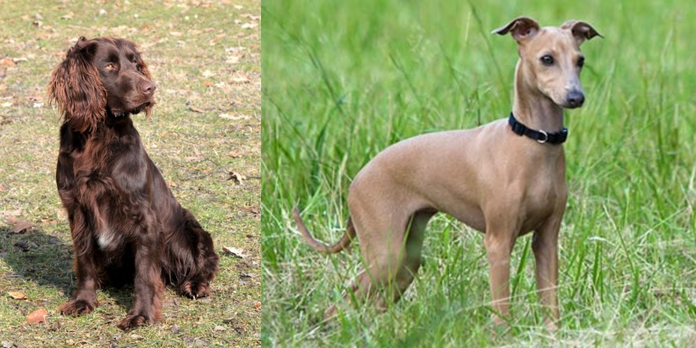 Italian Greyhound vs German Spaniel - Breed Comparison