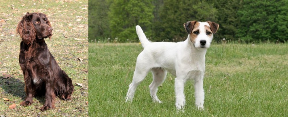 Jack Russell Terrier vs German Spaniel - Breed Comparison