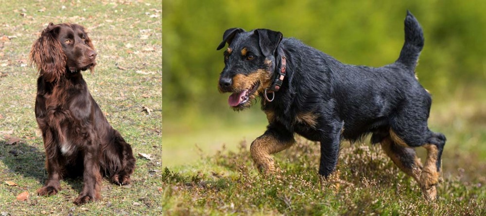 Jagdterrier vs German Spaniel - Breed Comparison