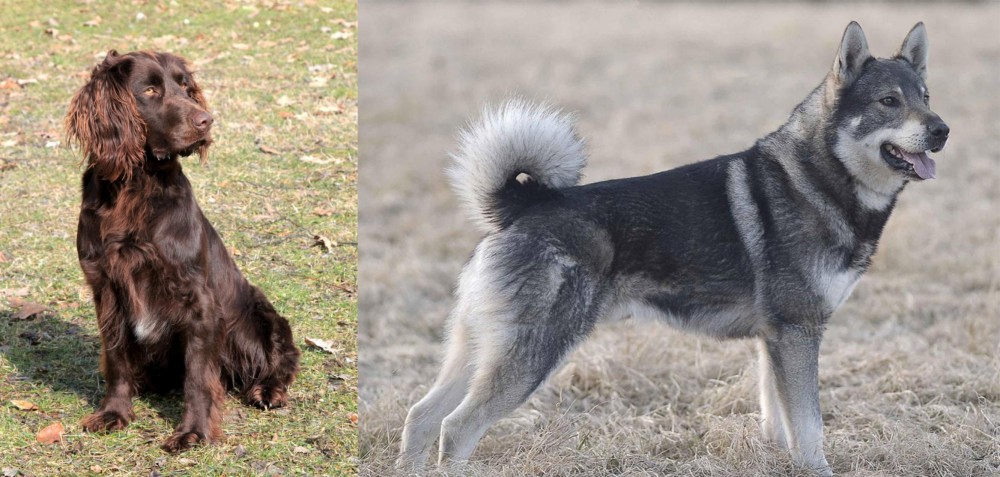 Jamthund vs German Spaniel - Breed Comparison