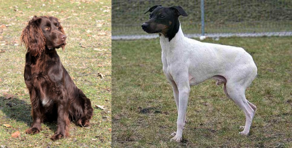 Japanese Terrier vs German Spaniel - Breed Comparison