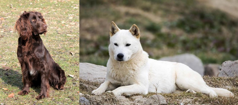 Jindo vs German Spaniel - Breed Comparison