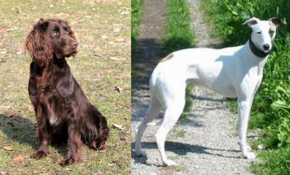 Kaikadi vs German Spaniel - Breed Comparison