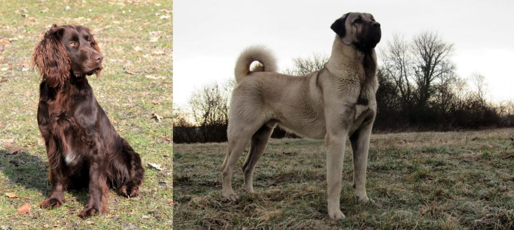 Kangal Dog vs German Spaniel - Breed Comparison