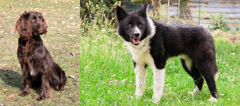 Karelian Bear Dog vs German Spaniel - Breed Comparison