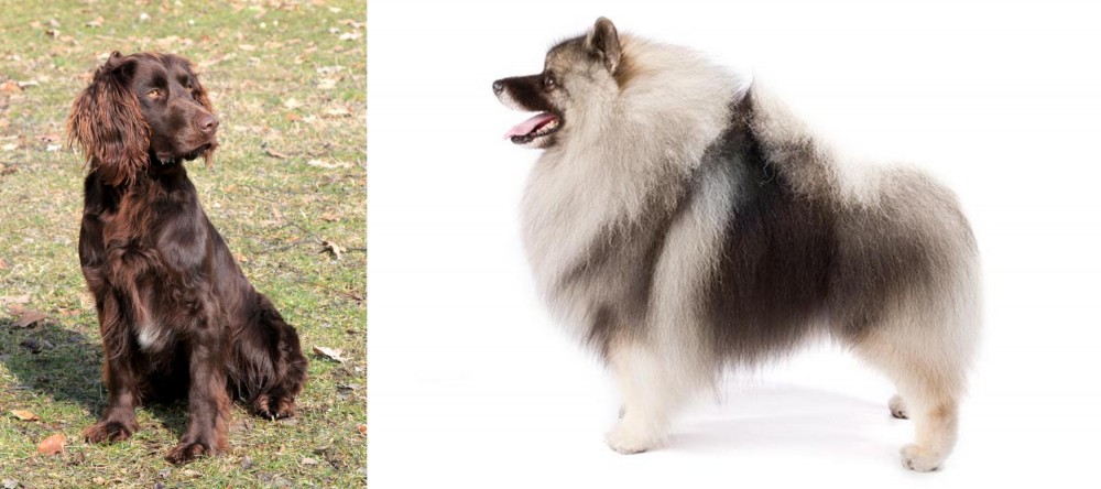 Keeshond vs German Spaniel - Breed Comparison