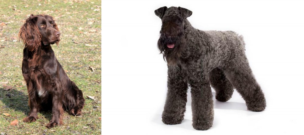 Kerry Blue Terrier vs German Spaniel - Breed Comparison