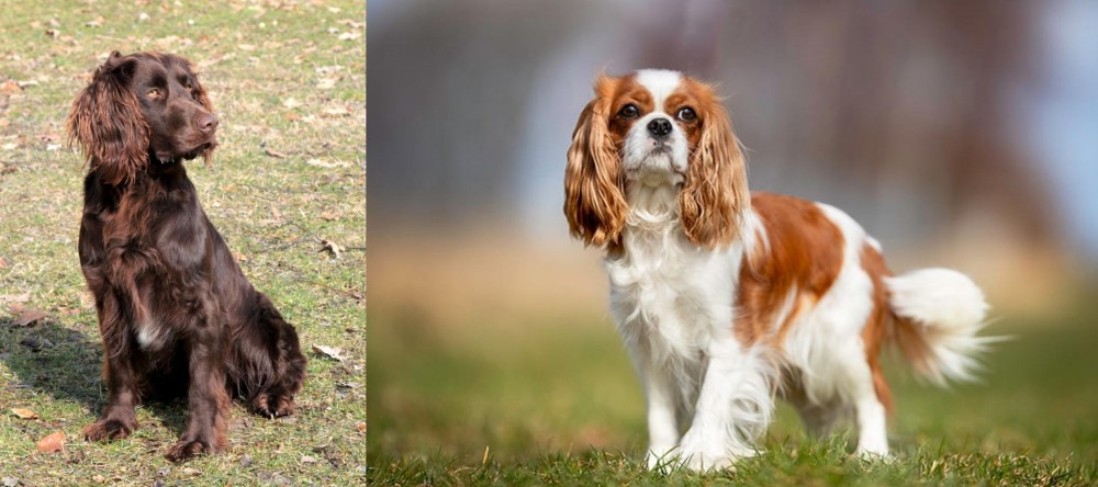 King Charles Spaniel vs German Spaniel - Breed Comparison