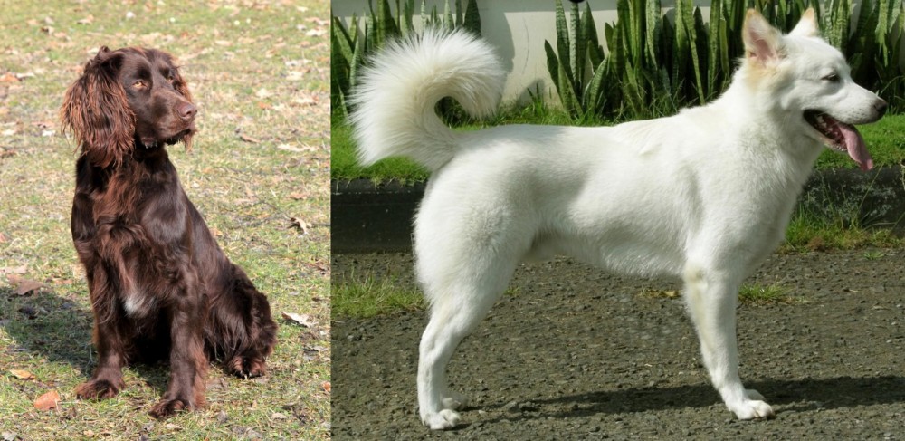 Kintamani vs German Spaniel - Breed Comparison