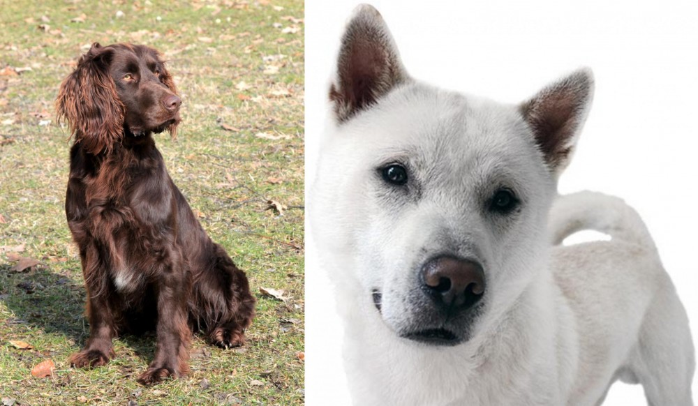 Kishu vs German Spaniel - Breed Comparison