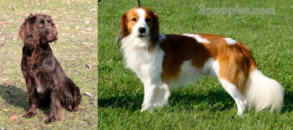 Kooikerhondje vs German Spaniel - Breed Comparison