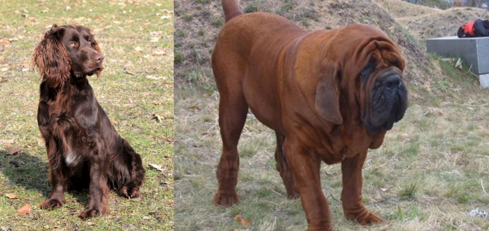 Korean Mastiff vs German Spaniel - Breed Comparison